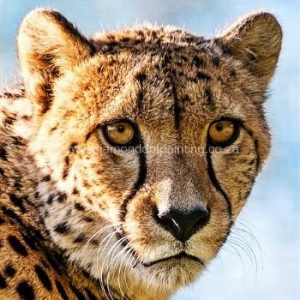 DDP0085 Cheetah Face