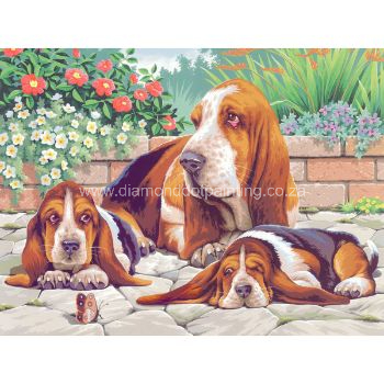 DDP0460 Basset Hounds