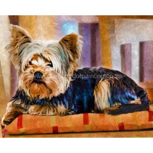 DDP0471 Comfy Yorkie