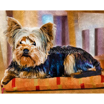 DDP0471 Comfy Yorkie