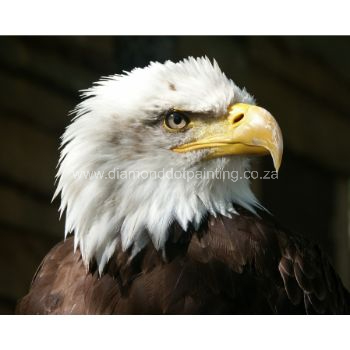 DDP0533 Bald Eagle