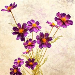 DDP0634 Purple Cosmos