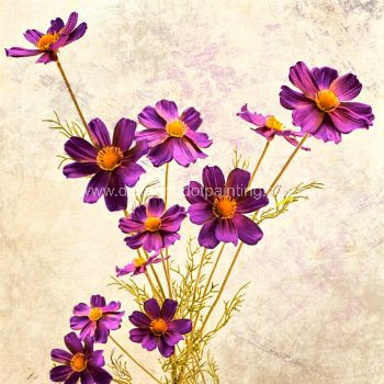 DDP0634 Purple Cosmos