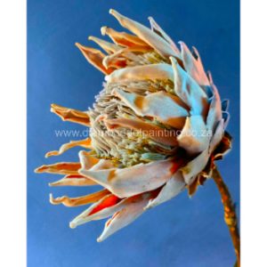 DDP0871 Protea Blue