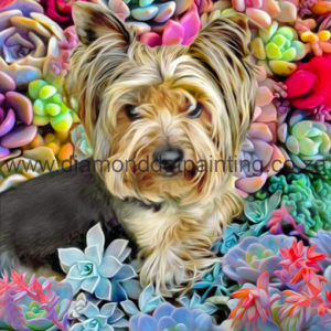 DDP0631 Succulent Yorkie