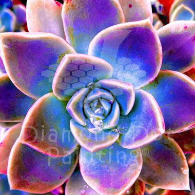 DDP0405 Mexican Rose