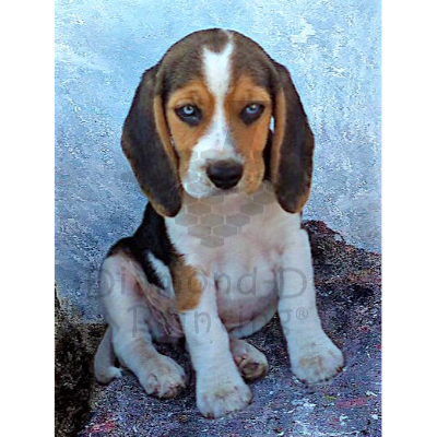 DDP0643 Beagle Pup
