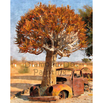 DDP0850 Kokkerboom Car