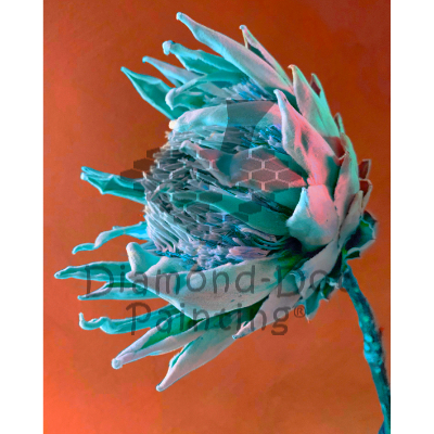 DDP0872 Protea Orange