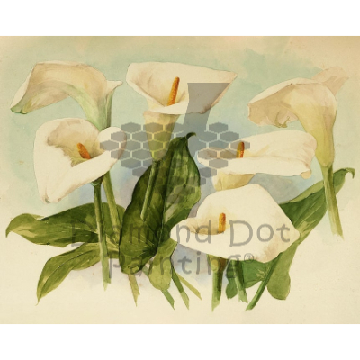 DDP0801 Lillies