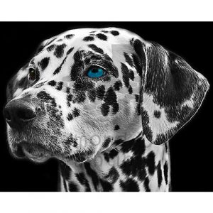 DDP0971 Dalmatian Face