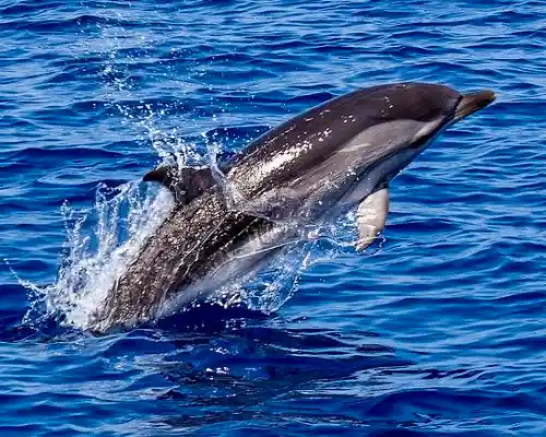 DDP0434 Striped Dolphin