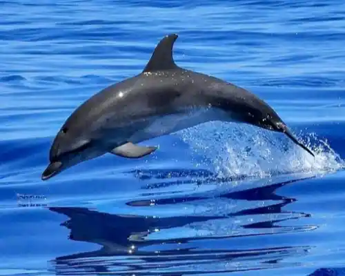 DDP0435 Spotted Dolphin
